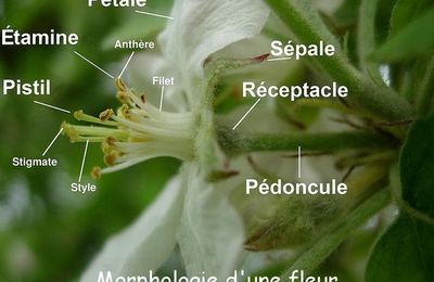 la reproduction des fleurs