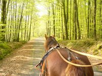 Le Breton, l'une des races de trait qui se porte le mieux en France