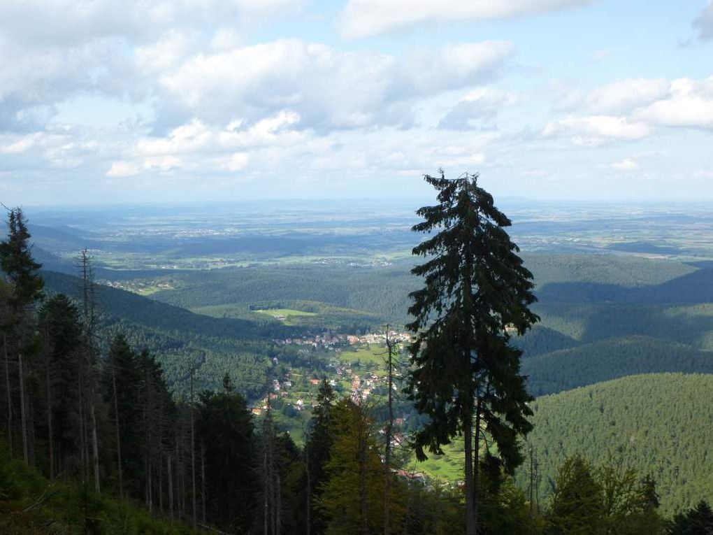 Baerenberg / Schneeberg (Wangenbourg-Engenthal) : le plateau tourbeux ...