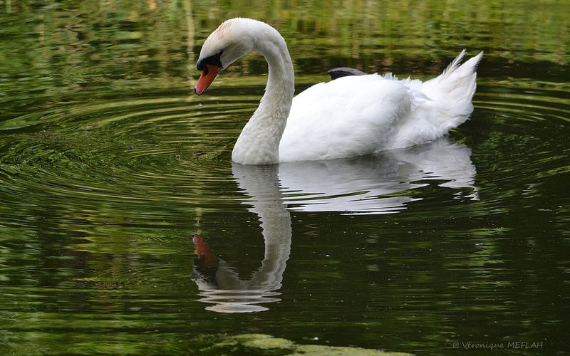 Le cygne, poème de René-François Prudhomme