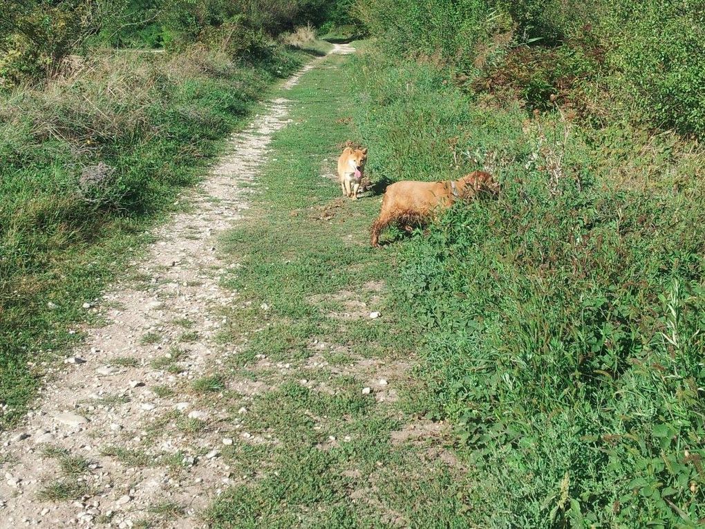 Quelques photos des sorties que nous avons faite. Chaque sortie est classée par date, avec les noms de chaque chien présents.