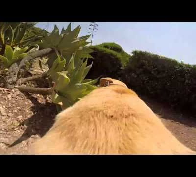 Cours Walter, cours !