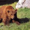 LA RENCONTRE DES 3 ANIMAUX...