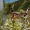 Lépidoptère : Synanthedon vespiformis familles des Sesiidae (soumis à Lot Nature)