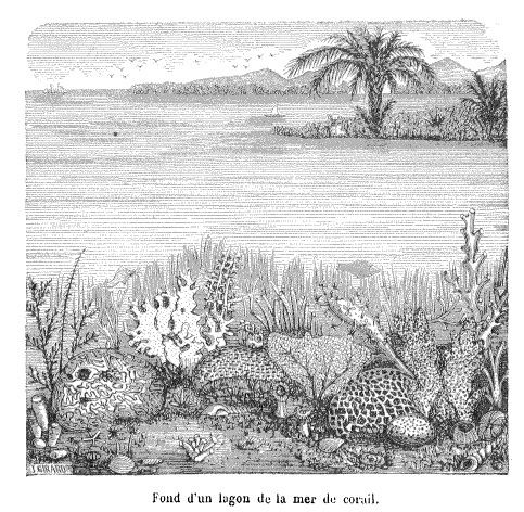 Dessins extraits de la revue Nature 1873