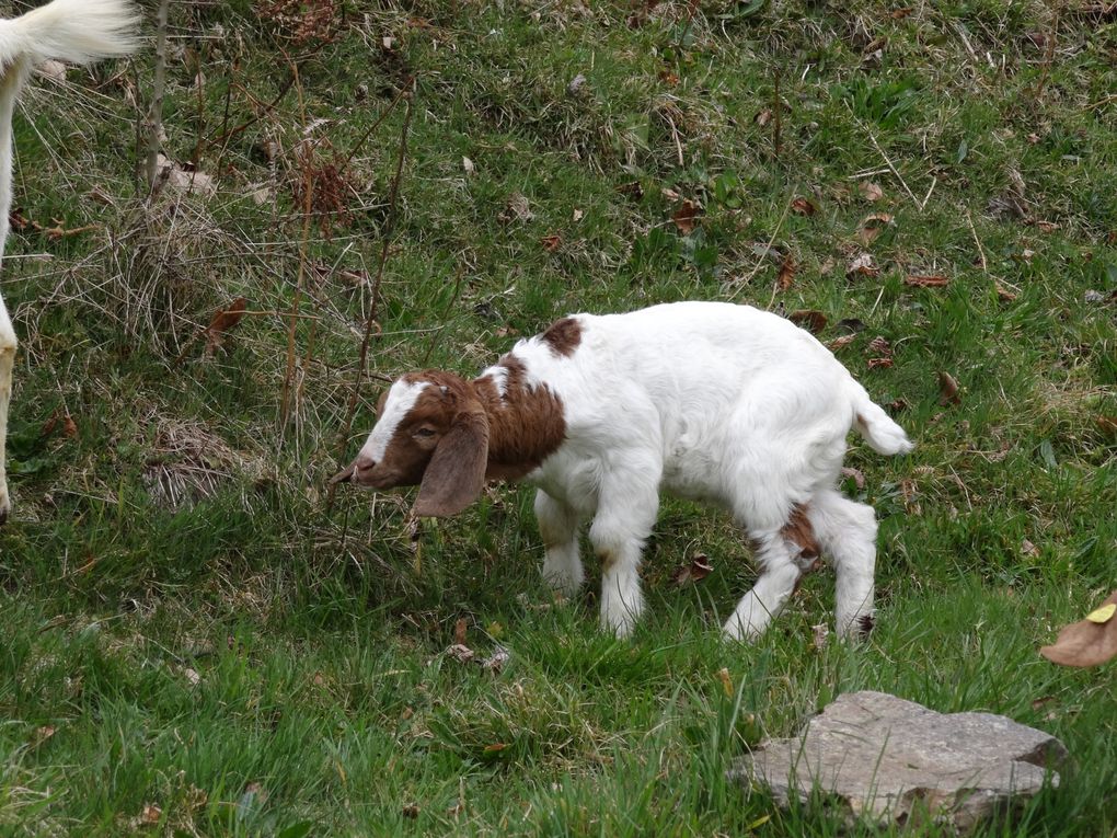 Vente de chevreaux pure race Boer 2015