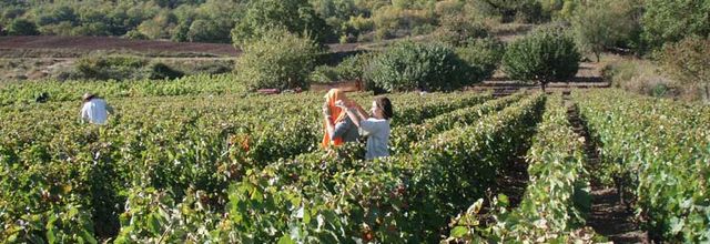 vendanges dans les côtes d'auvergne