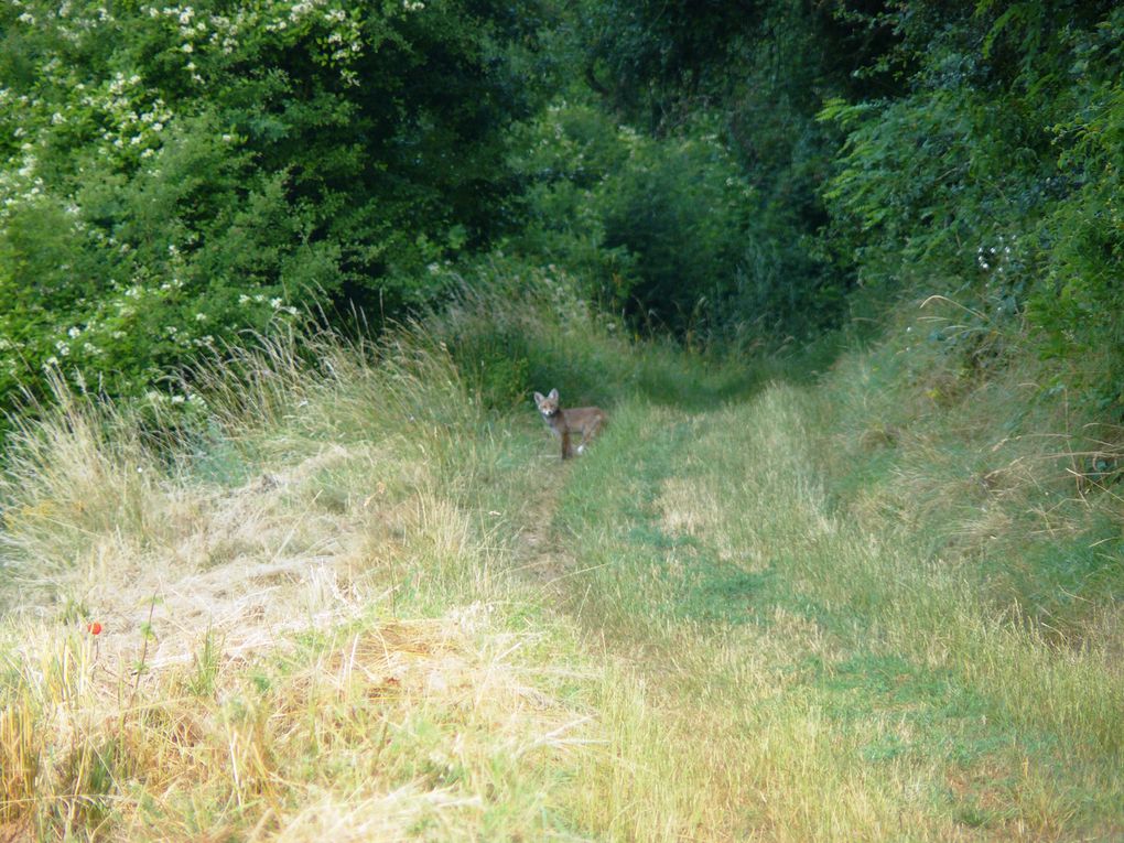 Faune sur le chemin des Altroses de Marange à Ternel