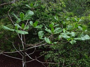 Pasir Ris park