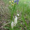 Harmonie bleu muscari et jaune tulipe