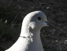 Une jolie tourterelle :-)