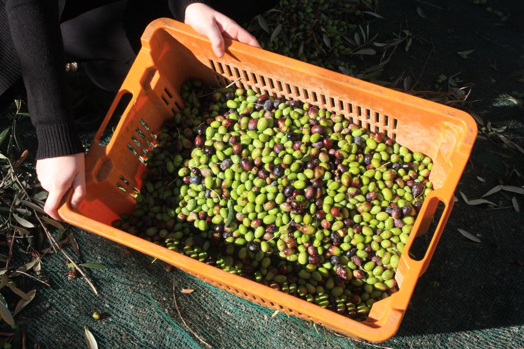 Album - la-recolte-des-olives