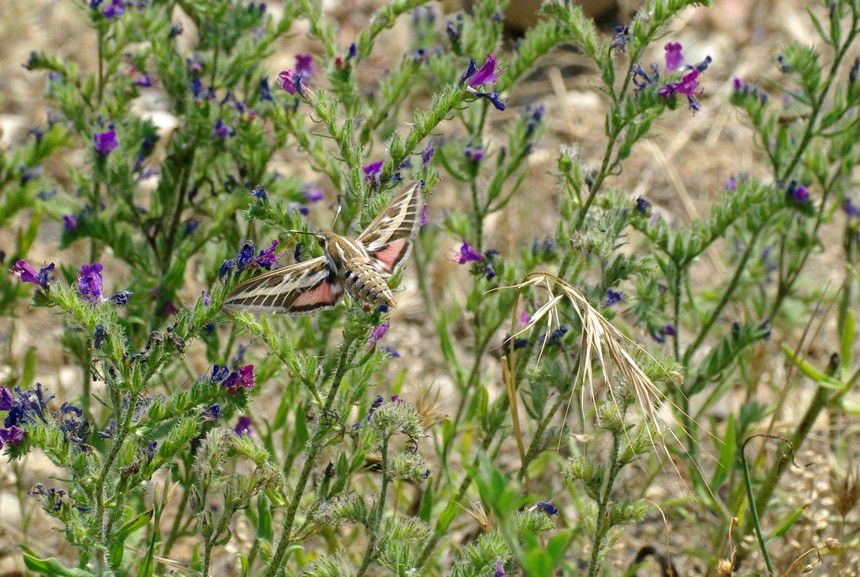 Album - Macro-Papillons