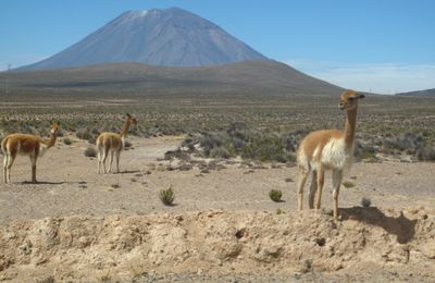 J251 et J252-Un canyon et des condors pour Coralie, et peut-etre un 6000m pour Alex