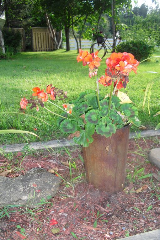 Des fleurs et des fleurs..De mon jardin ...