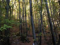 Samedi, fin d'après-midi, 1er bout d'ascension entre chien et loup... 