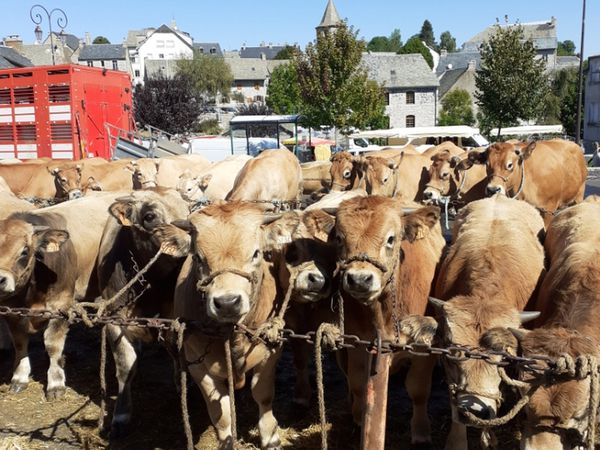 c'est la grande foire aux bestiaux le foirail est plein et il en manque nous dit on cause covid 19