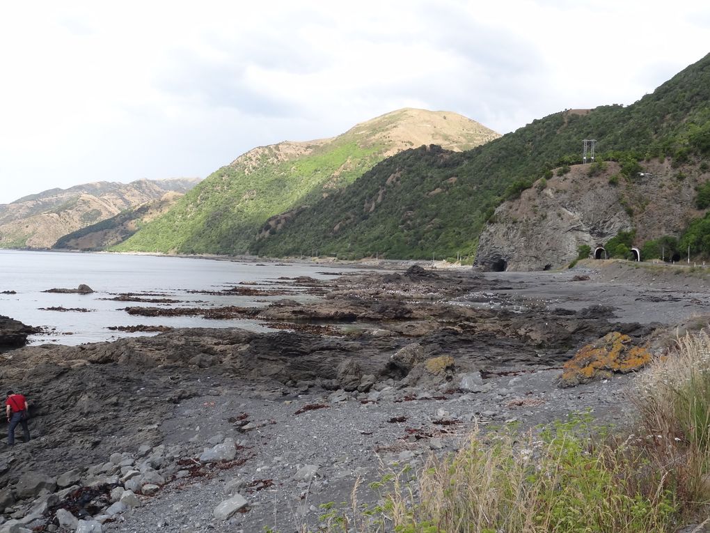 Nos vacances en Nouvelle Zélande du 22 décembre au 11 janvier: Auckland et l'île du Sud