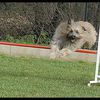 Agility à Tarbes