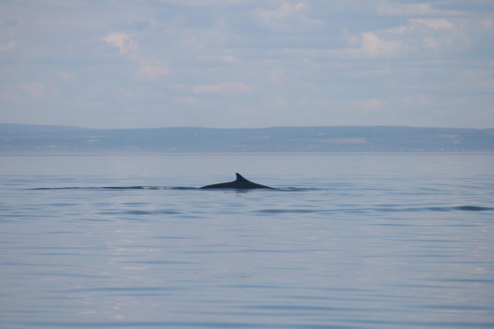 Album - Baleines-du-St-Laurent