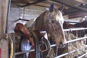 Mon quater horse a une hyperkaliémie périodique récidivante : que faire ?