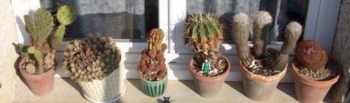 Mes cactus