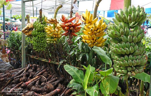 Foire agricole de Khon Kaen (II) Quelles variétés dans les bananiers.