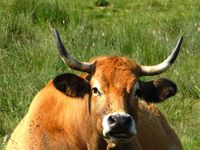 Vaches de la race Aubrac