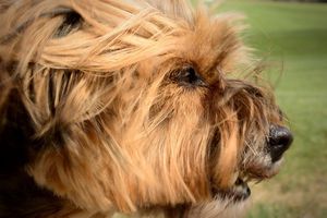 Comment évaluer un chien démontrant des signes d'agressivité SANS CONFRONTATION MAIS EN COLLABORATION