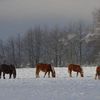 l'hiver au Col des Goules