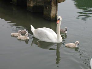 Une nature sauvage sur les bords de Marne