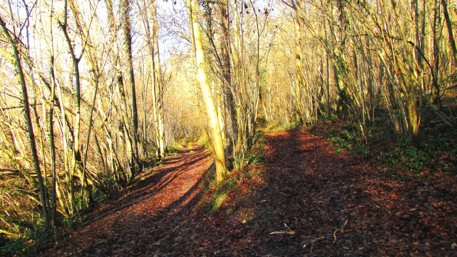 le GR11A dans la Forêt de Retz