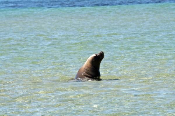 Album - Western Australia (12/2007)