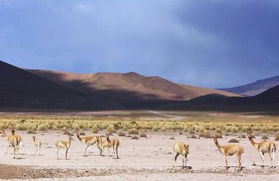 Quelques animaux des Andes.