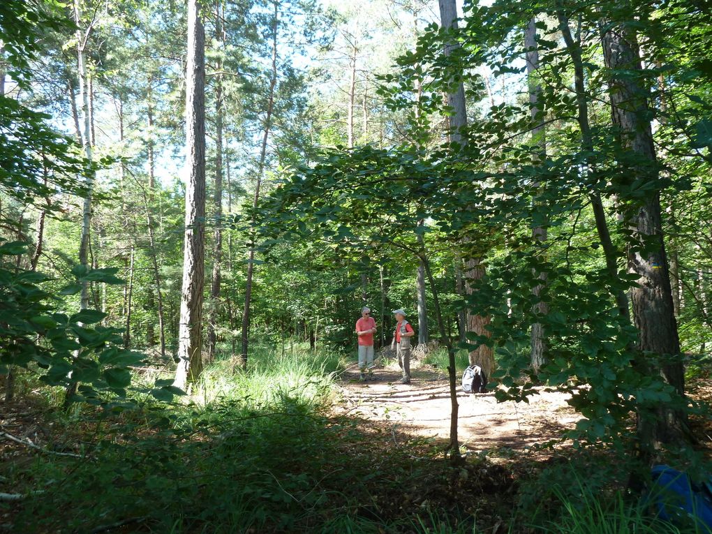 Randonnée en forêt de fontainebleau - 16,3 km.