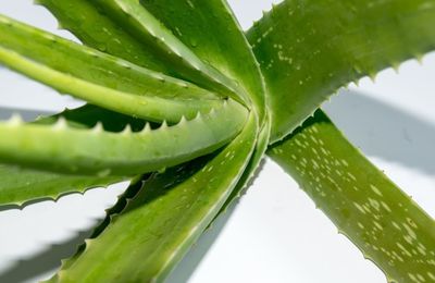 Aloes w kosmetykach