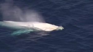 #Insolite: Très rare apparition d'une baleine blanche à bosse au large de l'Australie !