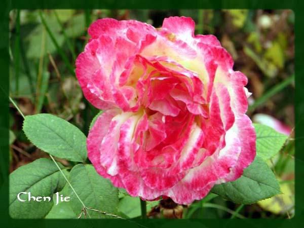 Voici quelques photos de la Faune et de la Flore chinoise.<br />En de nombreux points, vous les verrez semblables aux nôtres, mais en d'autres... <br />Je vous laisse profiter de cette escapade naturelle dans une Nature riche et prolifique, malheure