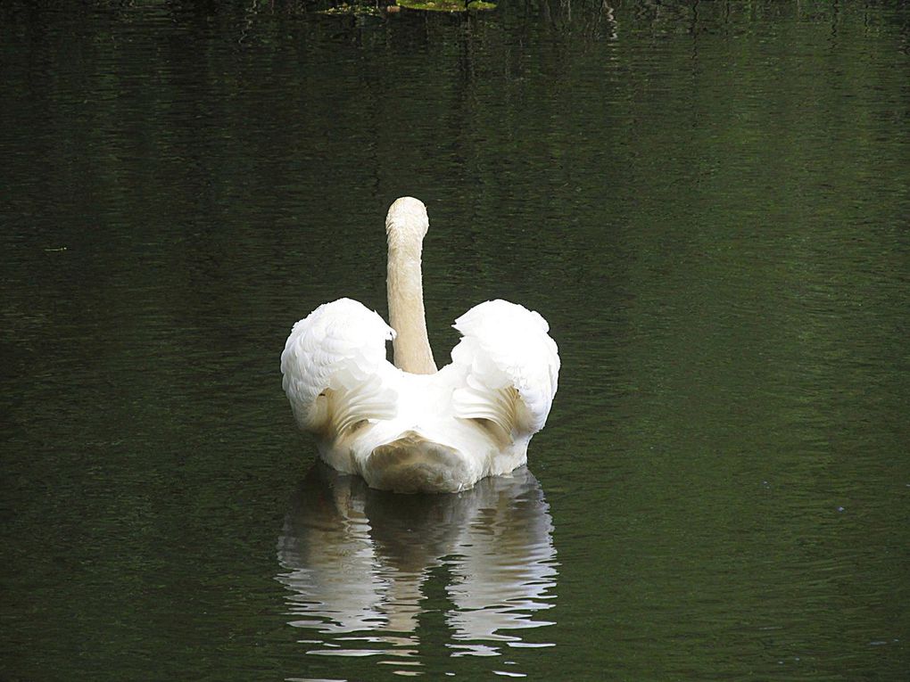 Höckerschwan und Kanadagans