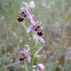 Ophrys araignée?