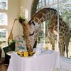 Notre amie la girafe vous salue bien et vous souhaite un magnifique jeudi ! :)