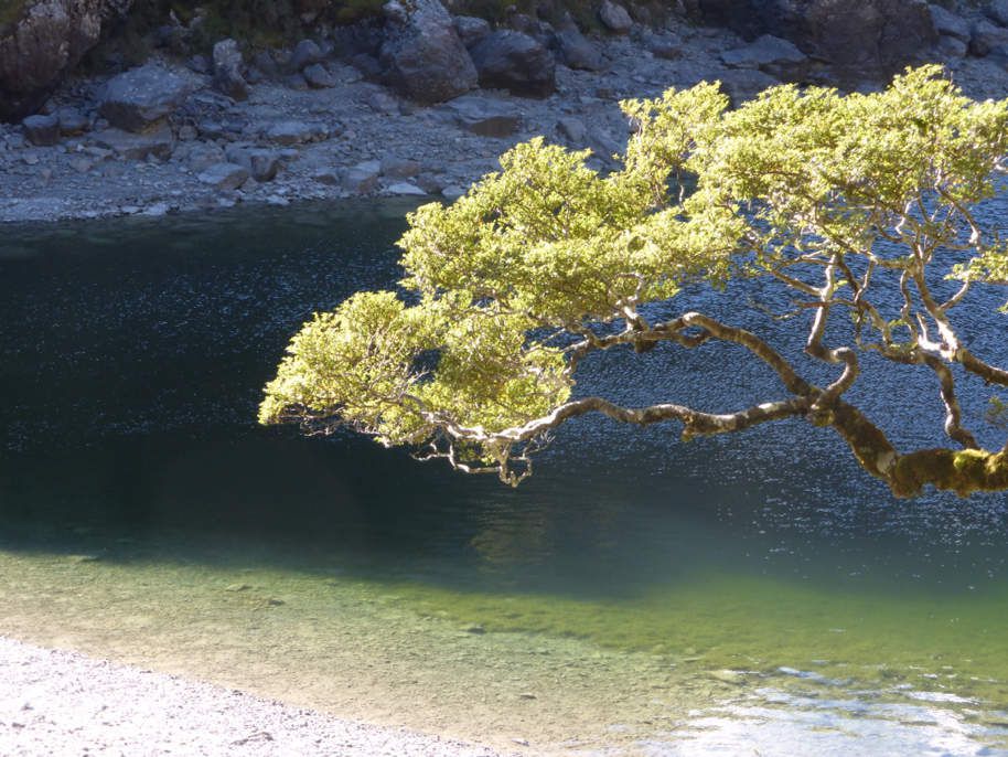 RouteBurn Track - Great Walk #5