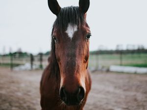 La tête, une des parties dont l’examen est de la plus grande importance dans le choix du cheval