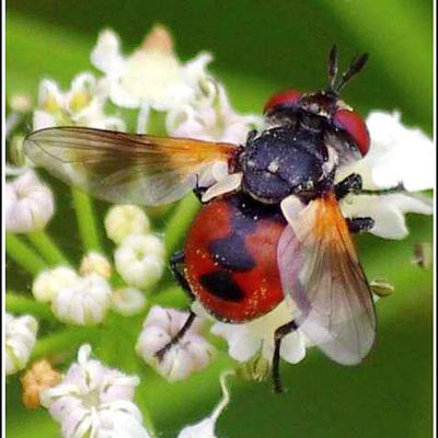 Insectes - Gymnosoma rotundatum 