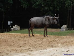 Zoo de Beauval en camping-car (Voyages en camping-car)