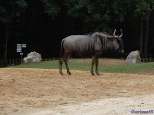 Zoo de Beauval en camping-car (Voyages en camping-car)