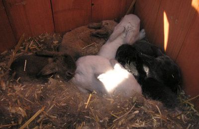 lapins bélier de la ferme théâtrale & Solar Conquest avptoys