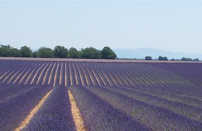 Sur la route des Lavandes