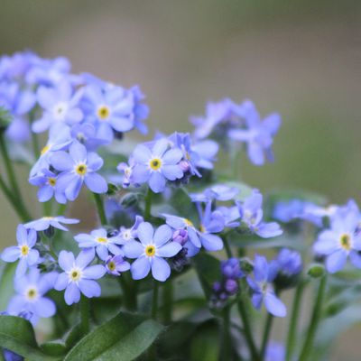 Myosotis