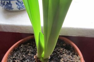 Amaryllis / Blütenentwicklung